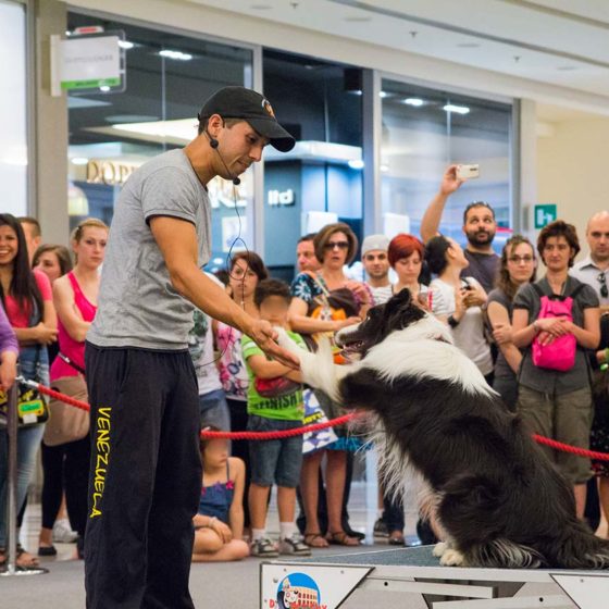 eventi-sensibilizzazione-campagna-contro-abbandono-animali-centro-commerciale-6