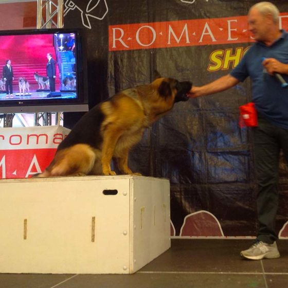 eventi-sensibilizzazione-campagna-contro-abbandono-animali-centro-commerciale-8
