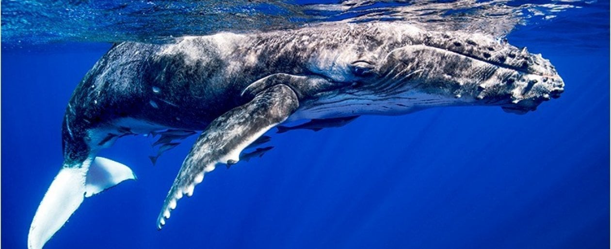 i giganti degli oceani